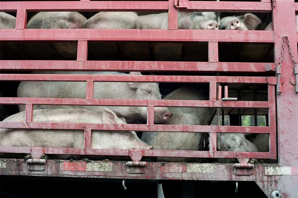 Pigs on their way to abattoir