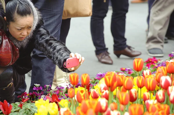 A woman is shooting photos of tulips