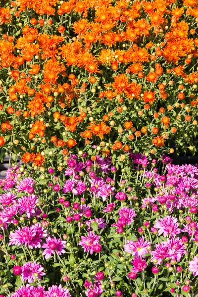 Top view of orange and magenta mum flowers for natural backgroun