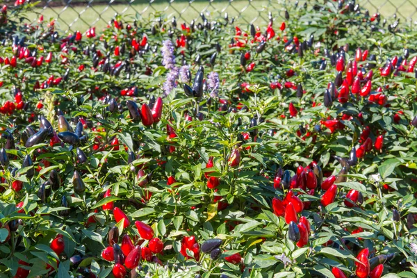 Decorative ripe red and black pepper plants, selective focus