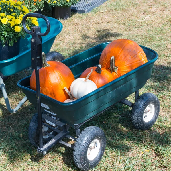 Cart with colorful pumpkins at pumpkin patch.