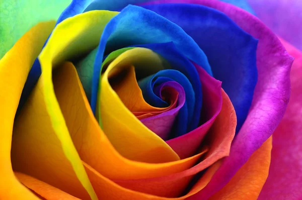 Rainbow rose or happy flower