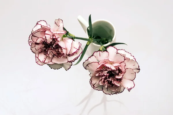 White and pink carnation flower