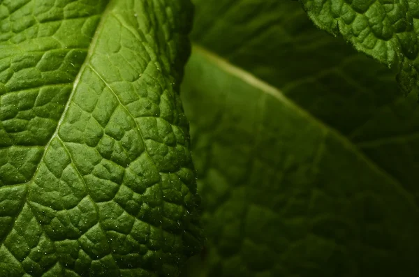 Mint green leaves