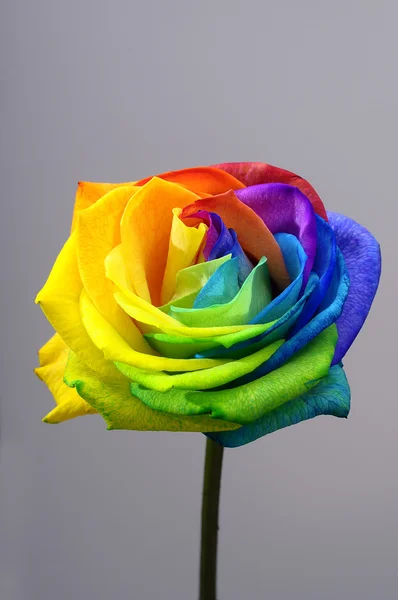 Rainbow rose or happy flower