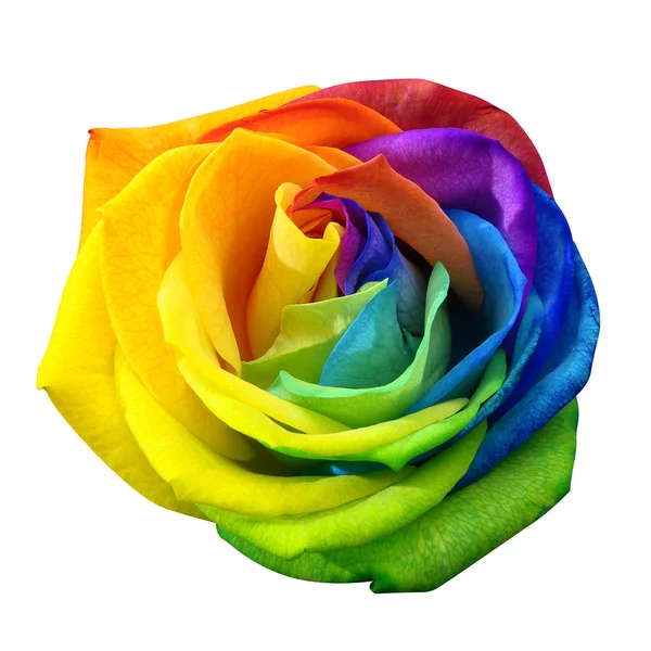 Rainbow rose or happy flower isolated by clipping path