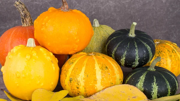 Harvest bright decorative pumpkins