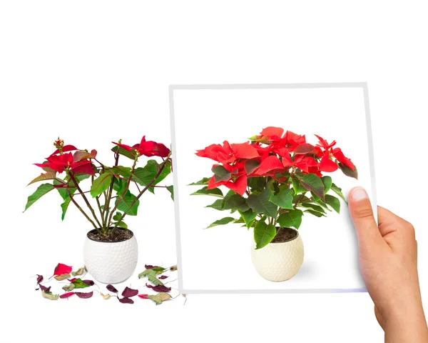 Time  passing concept Poinsettia flower perfect vs faded