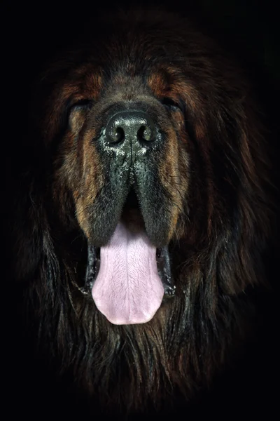 Tibetan mastiff dog