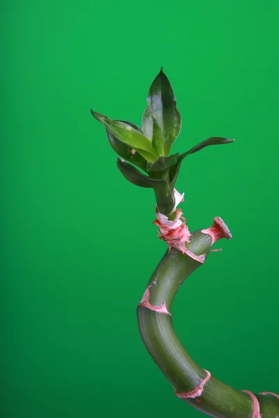 Lucky bamboo tree