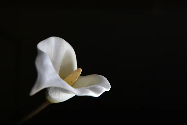 White flower on black background