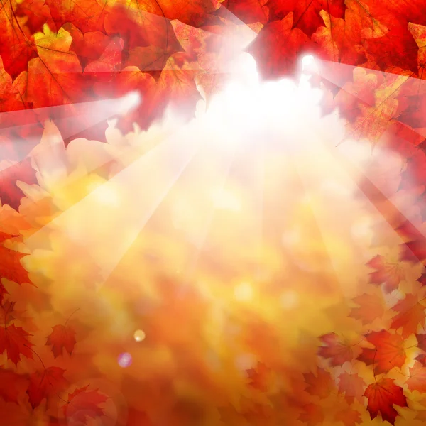 Autumn Fall Background with Red Maple Leaves and Sunlight