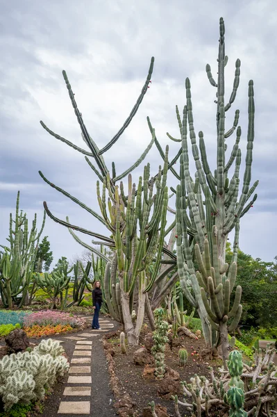 Woman tourist is standing near the giant cactus at Botanical Garden in Funchal, Madeira