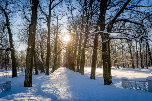 Winter sun in park