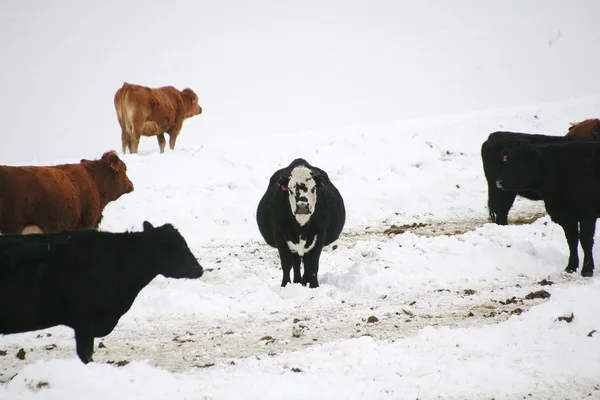 Canadienne Cow Among the Herd in Winter