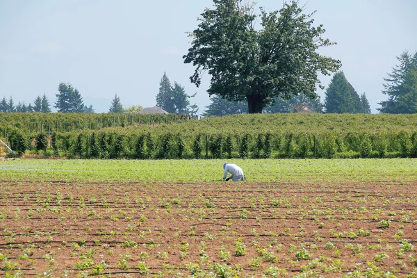 Lone Field Worker and Strawberry Field