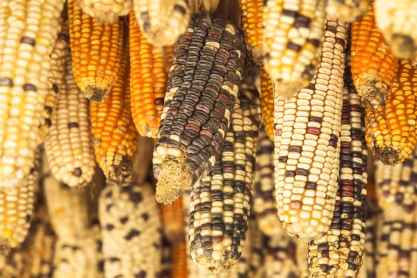 Beautiful ears of corns