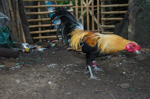 Fighting rooster in philippines