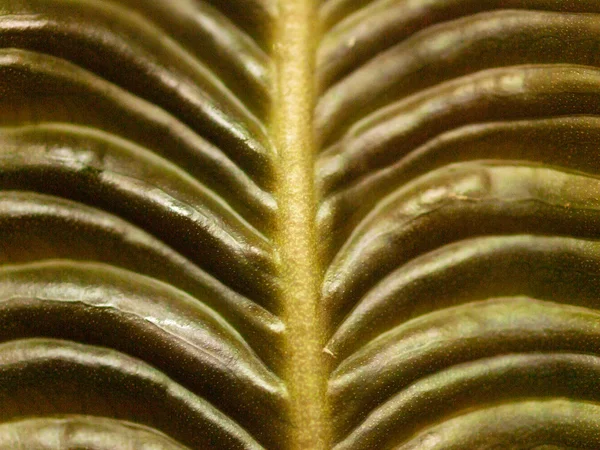 Detail structure of leaf