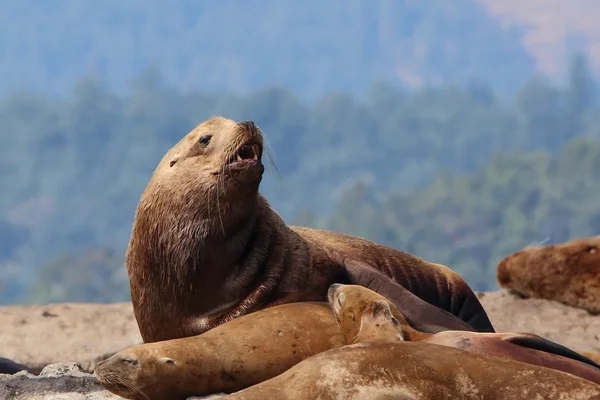 Stellar sea lion, taken in Canada