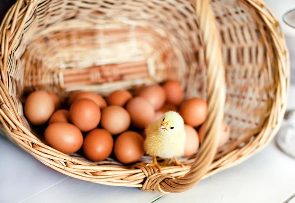Chick in a basket with eggs.