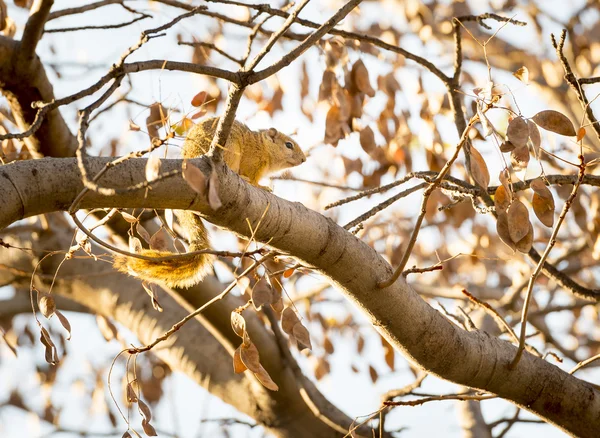 Tree Squirrel in Tree