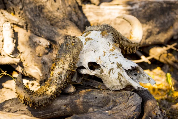 Buffalo Skull Bones