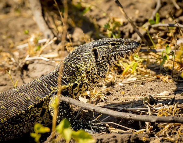 Monitor Lizard Chobe National Park