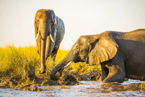 Elephants Playing In Mud