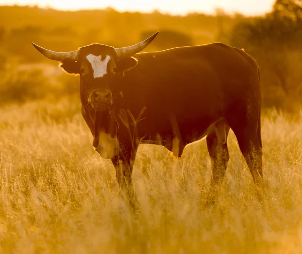 Bull Cow Sunset