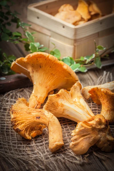 Freshly harvested mushrooms in the forest.