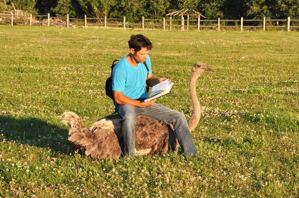 Man reading a book sitting on ostrich