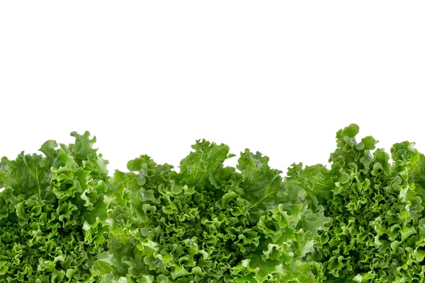 Bottom border of crisp fresh lettuce