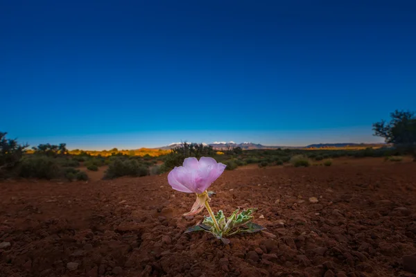 Single Flower in the desert