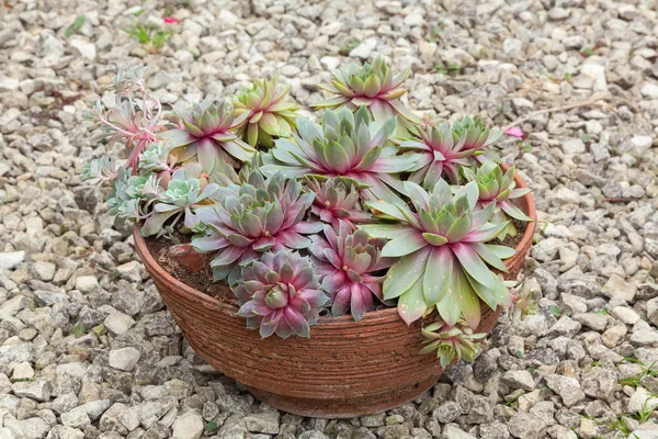 Terracota container with succulent plants.