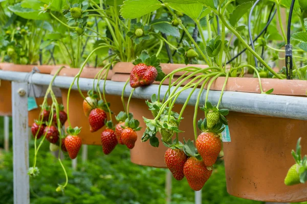 Strawberries fruit farm