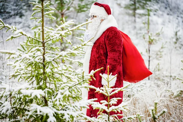 Santa Claus with gift bag walking through the forest