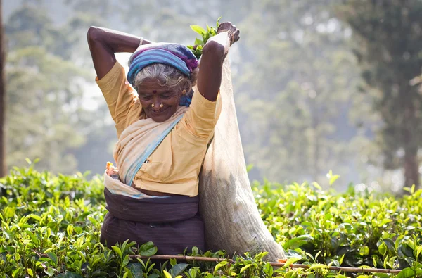 MASKELIYA, SRI LANKA - JANUARY 4 : Female tea picker in tea plantation in Maskeliya, January 4, 2015. Directly and indirectly, over one million Sri Lankans are employed in the tea industry.