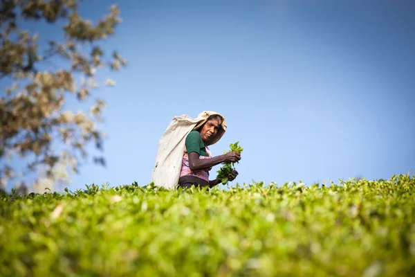 MASKELIYA, SRI LANKA - JANUARY 4 : Female tea picker in tea plantation in Maskeliya, January 4, 2015. Directly and indirectly, over one million Sri Lankans are employed in the tea industry.