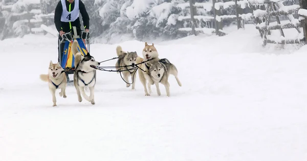 Sled dog race siberian huskies