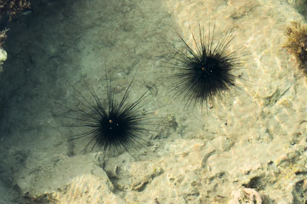 Sea urchin in a rock pool.