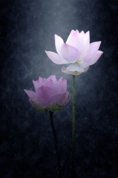 Two Blooming lotus flower in the rains.