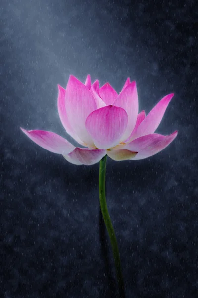 Blooming lotus flower in the rains.