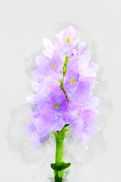 Watercolor image of purple water hyacinth flowers.