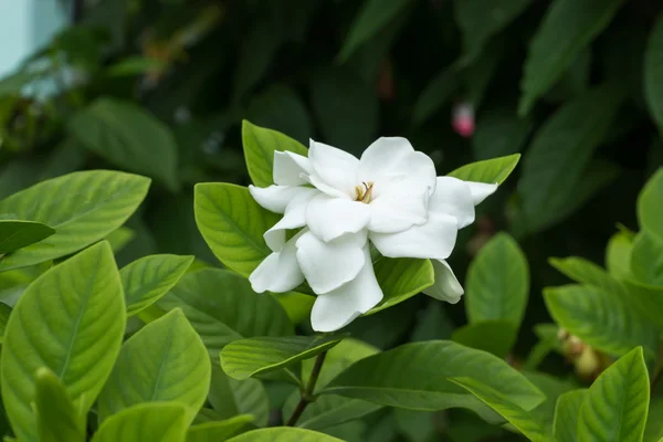 White Gardenia flower or Cape Jasmine (Gardenia jasminoides)