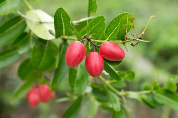 Super fruit (Carissa carandas Linn.) on tree.