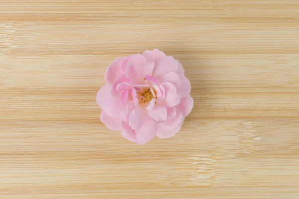 The pink fairy rose flower on the bamboo wood.