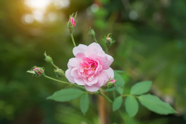 The pink fairy rose flower.