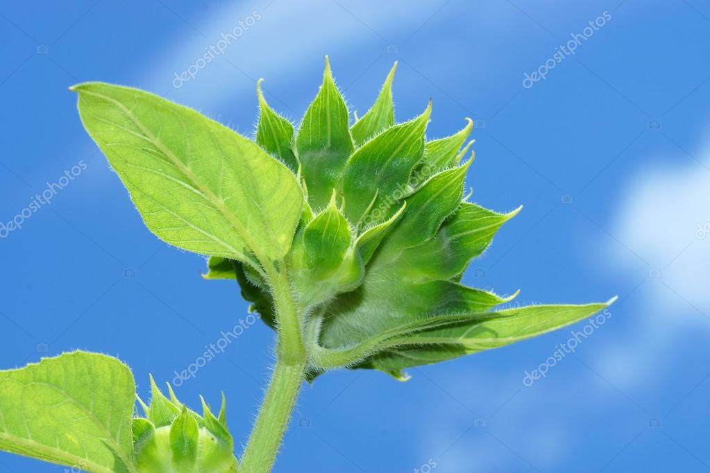 GIRASOL CARACTERISTICAS girasol caracteristicas: