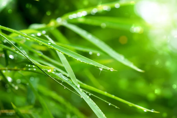Water drops on bamboo leaves in the rainy season.